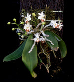 Carica l'immagine nel visualizzatore Galleria, Phalaenopsis lobbii