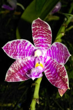 Carica l'immagine nel visualizzatore Galleria, Phalaenopsis lueddemanniana
