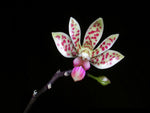 Carica l'immagine nel visualizzatore Galleria, Phalaenopsis maculata x finley