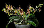 Carica l'immagine nel visualizzatore Galleria, Phalaenopsis mannii