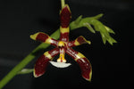 Carica l'immagine nel visualizzatore Galleria, Phalaenopsis mannii