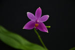Carica l'immagine nel visualizzatore Galleria, Phalaenopsis mentawaiensis