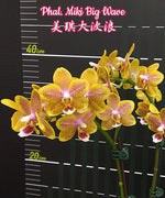 Carica l'immagine nel visualizzatore Galleria, Phalaenopsis Miki Big Wave