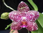 Carica l'immagine nel visualizzatore Galleria, Phalaenopsis Natasha Auspice