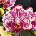 Carica l'immagine nel visualizzatore Galleria, Phalaenopsis OX Madonna (Peloric)