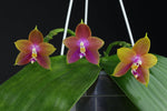 Carica l'immagine nel visualizzatore Galleria, Phalaenopsis Penang Girl (Phal. venosa CH x Phal. violacea f. indigo)