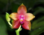 Carica l'immagine nel visualizzatore Galleria, Phalaenopsis Penang Girl (Phal. venosa CH x Phal. violacea f. indigo)