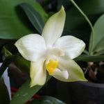 Carica l'immagine nel visualizzatore Galleria, Phalaenopsis Penang Violacea Alba