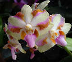 Carica l'immagine nel visualizzatore Galleria, Phalaenopsis pulcherrima '4N'