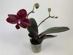 Carica l'immagine nel visualizzatore Galleria, Phalaenopsis Salu's Fragrancy (Phal. Hannover Passion x Phal. Golden Sun)