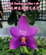 Carica l'immagine nel visualizzatore Galleria, Phalaenopsis Samera var. blue