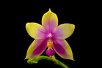 Carica l'immagine nel visualizzatore Galleria, Phalaenopsis Samera (bellina x violacea)