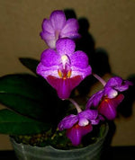 Carica l'immagine nel visualizzatore Galleria, Phalaenopsis San Shia Appendo (appendiculata × pulcherrima)