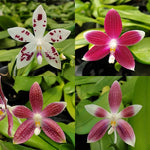 Carica l'immagine nel visualizzatore Galleria, Phalaenopsis speciosa 'red' x 'blue'