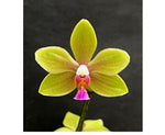 Carica l'immagine nel visualizzatore Galleria, Phalaenopsis stobartiana x floresensis