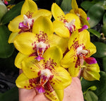 Carica l'immagine nel visualizzatore Galleria, Phalaenopsis Summer Lady