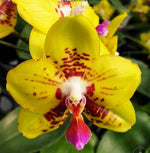 Carica l'immagine nel visualizzatore Galleria, Phalaenopsis Summer Lady