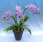 Carica l'immagine nel visualizzatore Galleria, Phalaenopsis Summer Rose 'Blue Star' (Kenneth Schubert x equestris)