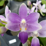 Carica l'immagine nel visualizzatore Galleria, Phalaenopsis Summer Rose 'Blue Star' (Kenneth Schubert x equestris)