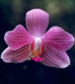 Carica l'immagine nel visualizzatore Galleria, Phalaenopsis Sunday Java (sanderiana x javanica)