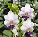 Carica l'immagine nel visualizzatore Galleria, Phalaenopsis Su's Glad Kid 'Blue'