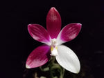 Carica l'immagine nel visualizzatore Galleria, Phalaenopsis tetraspis f. imperatrix purple