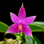 Carica l'immagine nel visualizzatore Galleria, Phalaenopsis violacea 'Sumatra Select Dark'