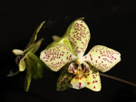 Carica l'immagine nel visualizzatore Galleria, Phalaenopsis virides x stuartiana var. punctatissima