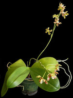 Carica l'immagine nel visualizzatore Galleria, Phalaenopsis viridis