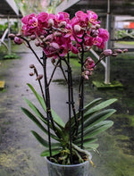Carica l'immagine nel visualizzatore Galleria, Phalaenopsis Willow