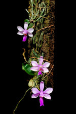Carica l'immagine nel visualizzatore Galleria, Phalaenopsis wilsonii