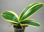 Carica l'immagine nel visualizzatore Galleria, Phalaenopsis amabilis subsp. formosana variegata
