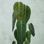 Carica l'immagine nel visualizzatore Galleria, Philodendron gigas