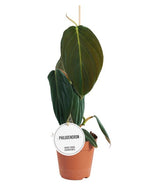Carica l'immagine nel visualizzatore Galleria, Philodendron gigas