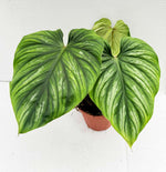Carica l'immagine nel visualizzatore Galleria, Philodendron plowmanii