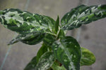 Carica l'immagine nel visualizzatore Galleria, Aglaonema pictum tricolor