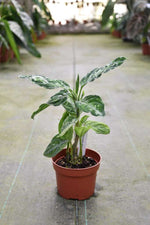 Carica l'immagine nel visualizzatore Galleria, Aglaonema pictum tricolor