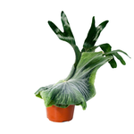 Carica l'immagine nel visualizzatore Galleria, Platycerium superbum