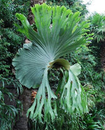 Carica l'immagine nel visualizzatore Galleria, Platycerium superbum