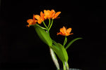 Carica l'immagine nel visualizzatore Galleria, Potinara Young Ming Orange Golden Satisfaction