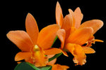 Carica l'immagine nel visualizzatore Galleria, Potinara Young Ming Orange Golden Satisfaction