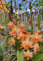Carica l'immagine nel visualizzatore Galleria, Vandaenopsis Prapin (Phal. pulcherrima × V. Pralor)
