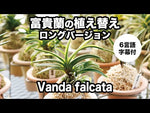 Carica e riproduci video nel visualizzatore Galleria, Bacchette in acrilico per Neofinetia - Japan Imported