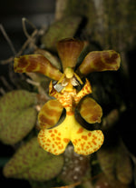 Carica l'immagine nel visualizzatore Galleria, Psychopsiella limminghei