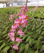 Carica l'immagine nel visualizzatore Galleria, Phalaenopsis pulcherrima '618'