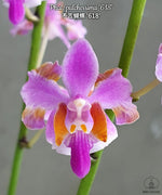 Carica l'immagine nel visualizzatore Galleria, Phalaenopsis pulcherrima '618'