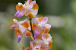 Carica l'immagine nel visualizzatore Galleria, Phalaenopsis pulcherrima v. champorensis