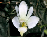 Carica l'immagine nel visualizzatore Galleria, Phalaenopsis San Shia Swan var. alba (pulcherrima x finleyi)