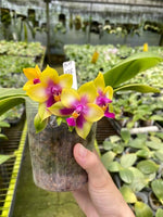 Carica l'immagine nel visualizzatore Galleria, Phalaenopsis Miro be Queen '913-1'x LD Double Dragon '915' Mainshow