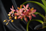 Carica l'immagine nel visualizzatore Galleria, Renanstylis Arizona Star (Renanthera bella × Rhynchostylis gigantea)